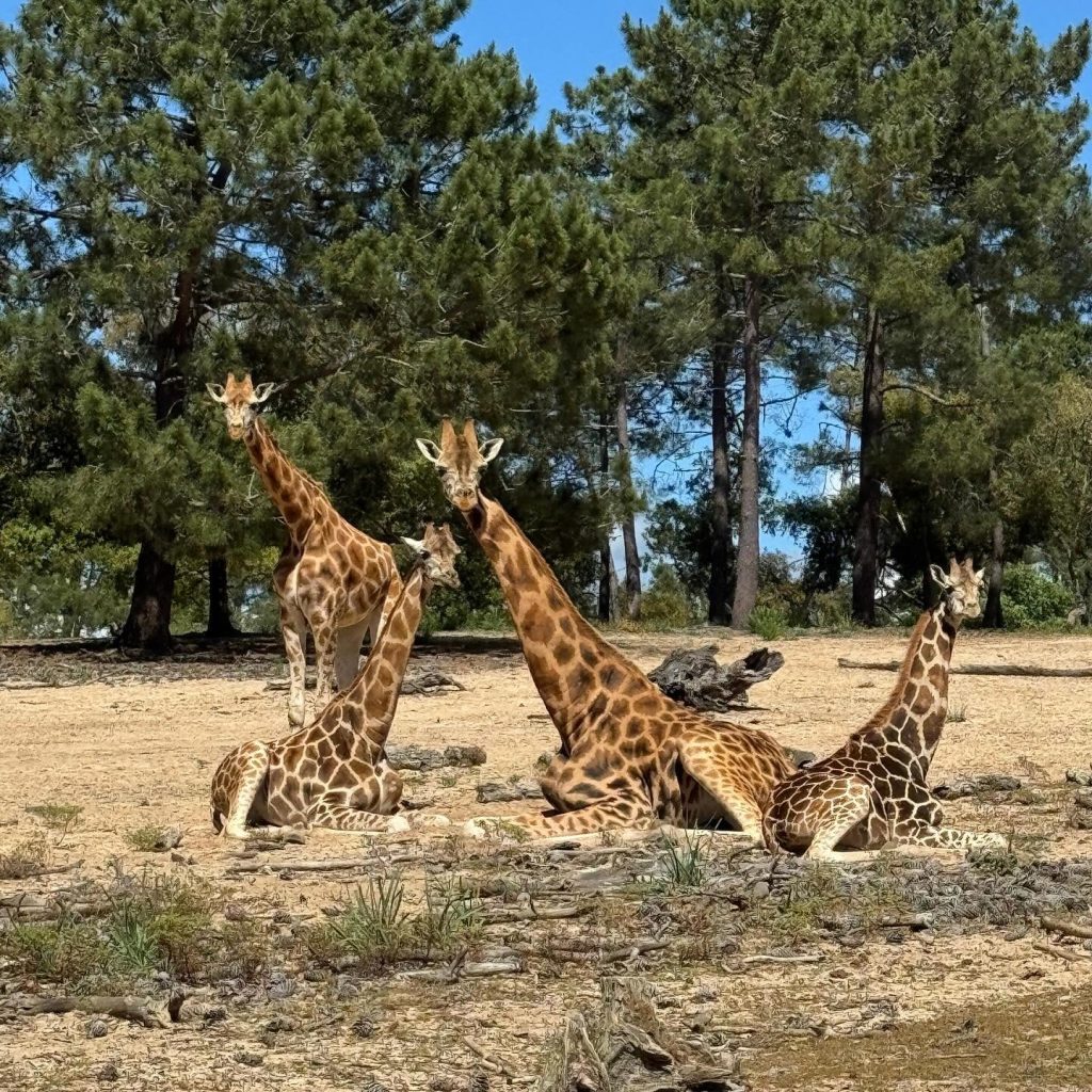 Badoca Safari Park